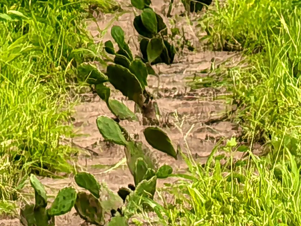 Young cactus pads growing along a sandy strip between grass
