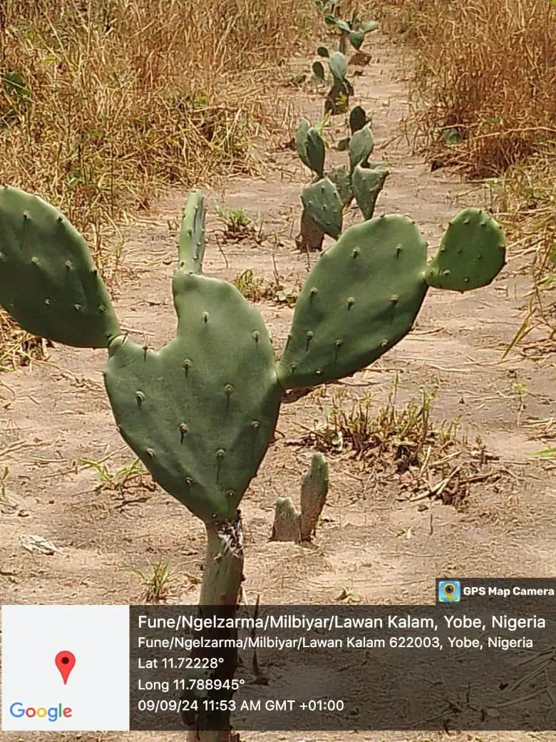 Established cactus plants along plantation pathways